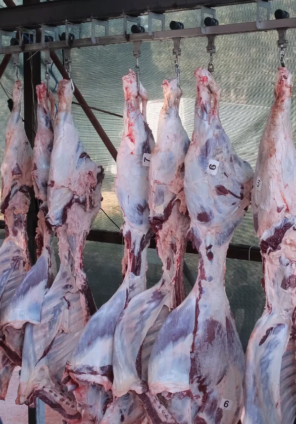 Maltepe Kurban Et Hattı